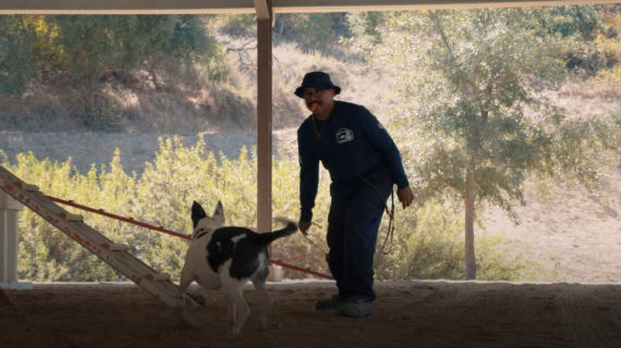 Illustration : Elle-m&ecirc;me sauv&eacute;e d&rsquo;un destin tragique, cette chienne porte d&eacute;sormais secours aux personnes ensevelies (vid&eacute;o)