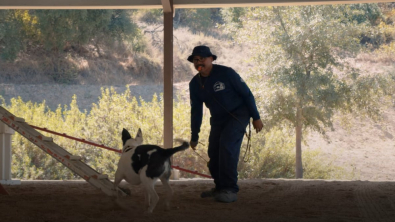 Illustration : "Elle-même sauvée d’un destin tragique, cette chienne porte désormais secours aux personnes ensevelies (vidéo)"