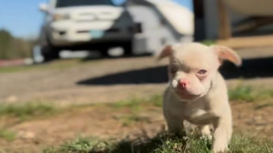 Illustration : "Sauvée d’une usine à chiots, cette boule de poils profite avec bonheur de sa nouvelle famille (vidéo)"
