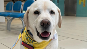 Illustration : "Une chienne de thérapie célèbre son départ à la retraite après 8 années de bons et loyaux services"