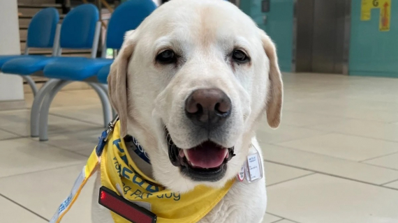Illustration : Une chienne de th&eacute;rapie c&eacute;l&egrave;bre son d&eacute;part &agrave; la retraite apr&egrave;s 8 ann&eacute;es de bons et loyaux services