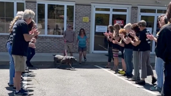 Illustration : Cette chienne de refuge a enfin trouvé sa famille après plus de 4 ans d’attente