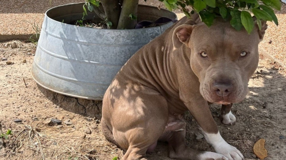 Illustration : Des bénévoles découvrent un chien attaché à un arbre et abandonné par sa famille