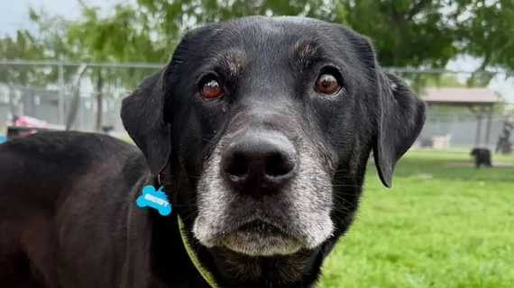 Illustration : Des sauveteurs d&eacute;couvrent un chien abandonn&eacute; dans un parc et reconnaissent un vieil ami