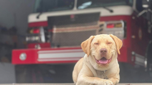 Illustration : "1 an après avoir rejoint une caserne de pompiers, ce chien adorable reçoit un bel hommage"