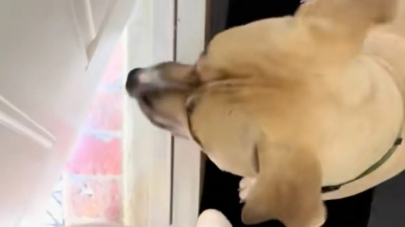 Illustration : Ce chien en famille d’accueil devient l’ami de tous les chiens du quartier (vidéo)