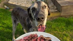 Illustration : "Un restaurant prépare avec soin le dernier repas d’une chienne condamnée"