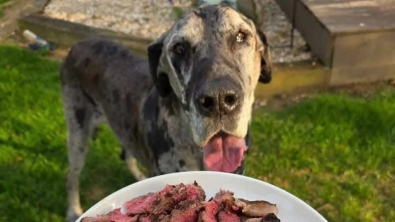 Illustration : "Un restaurant prépare avec soin le dernier repas d’une chienne condamnée"