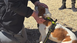 Illustration : "Après avoir passé sa vie dans un laboratoire, cette femelle Beagle profite enfin de la chaleur d’un foyer aimant"
