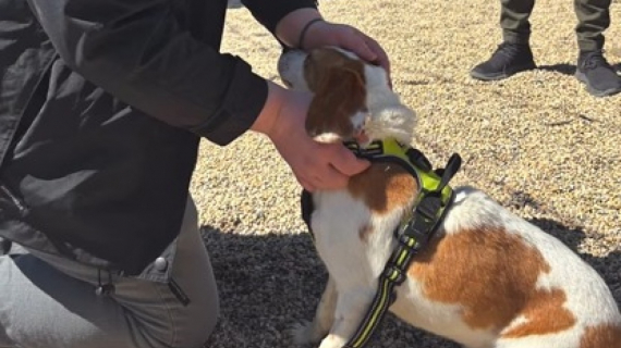 Illustration : Après avoir passé sa vie dans un laboratoire, cette femelle Beagle profite enfin de la chaleur d’un foyer aimant
