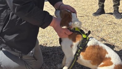 Illustration : Après avoir passé sa vie dans un laboratoire, cette femelle Beagle profite enfin de la chaleur d’un foyer aimant