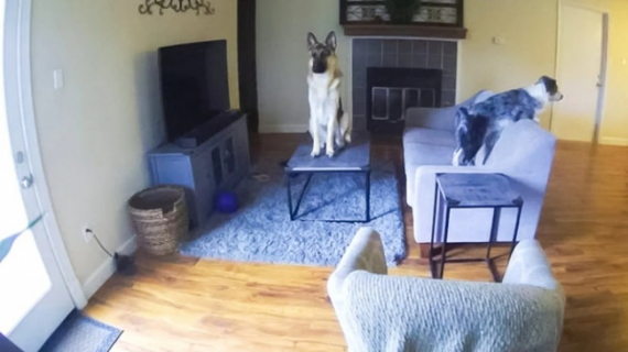 Illustration : 10 photos qui montrent que les chiens sont immunis&eacute;s &agrave; l&rsquo;ennui