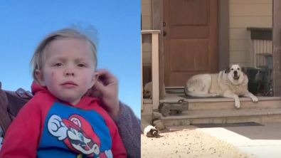 Illustration : "Les parents d’un enfant de 2 ans, qui avait disparu et parcouru 11 km, rendent hommage au chien qui l’a sauvé (vidéo)"