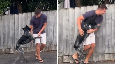 Illustration : Après 2 ans d'absence, un jeune homme qui craignait que la chienne de sa sœur l’ait oublié, reçoit l’accueil le plus mémorable (vidéo)