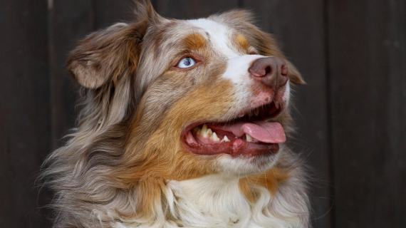 Illustration : L’élan de solidarité des amis d’un militaire lui permet d’aider son chien qui a besoin d'une opération coûteuse