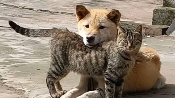 Illustration : 8 photos de chiens qui savent se faire de bons amis