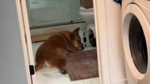 Illustration : "Cette chienne de 10 ans se transforme en maman poule pour un chaton de 3 mois (vidéo)"