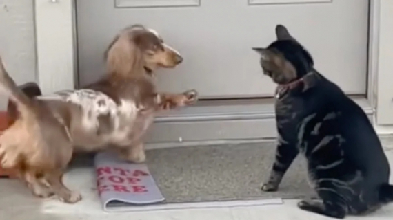 Illustration : Ce Teckel adorable a grandi avec un chat et se comporte comme lui (vidéo)