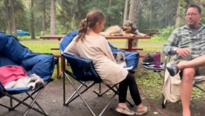 Illustration : "Une double surprise pour cette petite fille qui avait fait le voeu que sa famille adopte un nouveau chien (vidéo)"