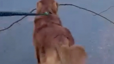 Illustration : "Ce Golden Retriever répand sa bonne humeur au sein d’une équipe d’élagage d’arbres à qui il est venu apporter son aide à sa façon (vidéo)"