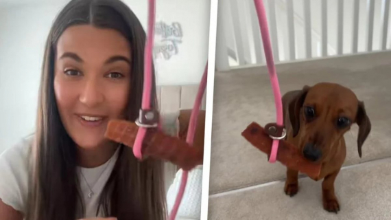 Illustration : La technique amusante de cette jeune femme pour promener son Teckel récalcitrant est imparable (vidéo)