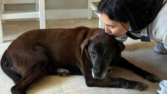 Illustration : 11 ans après avoir été accueillie dans un refuge, cette chienne sénior adorable trouve enfin un foyer