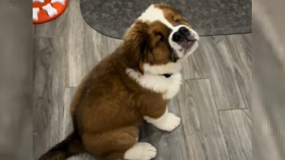 Illustration : Un chiot aveugle goûte pour la première fois une myrtille et sa réaction adorable a été capturée en vidéo