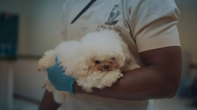 Illustration : "Un Bichon rescapé que des éleveurs voulaient transformer en peluche parfaite fait preuve de résilience face à son handicap"