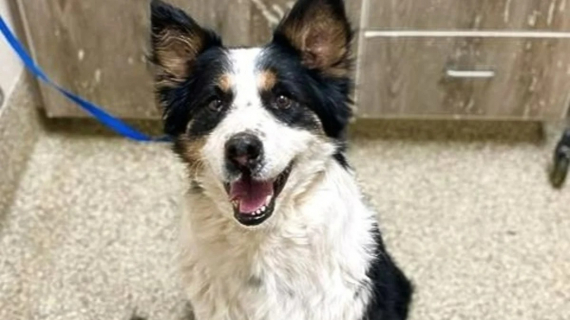 Illustration : Une chienne &acirc;g&eacute;e errant dans la cour d&rsquo;une &eacute;cole trouve enfin un refuge gr&acirc;ce &agrave; l&rsquo;aide d&rsquo;une institutrice bienveillante