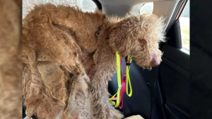 Illustration : "Un Goldendoodle sauvé par 2 de ses congénères voit son destin changer grâce à eux et à leur maître bienveillant"