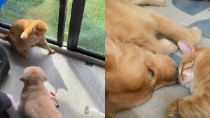 Illustration : "La naissance d’une belle amitié entre un chien et un chat retracée en vidéo par leurs maîtres (vidéo)"