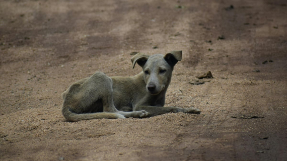 Illustration : Après avoir été retrouvé dans un fossé, ce chien surmonte peu à peu ses traumatismes grâce à sa bienfaitrice