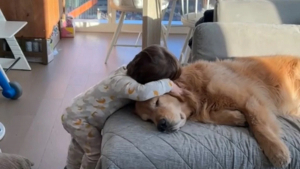 Illustration : "L’impact positif de ce Golden Retriever sur son ami humain est une preuve des bienfaits des animaux de compagnie sur les enfants (vidéo)"