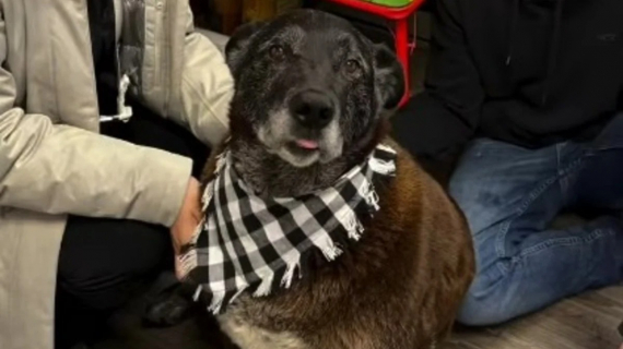 Illustration : Ce chien trouve enfin une famille aimante après avoir passé 4 ans dans un refuge