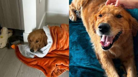 Illustration : Cette chienne était vouée à servir de reproductrice, jusqu’à ce qu’elle soit sauvée et découvre l’amour d’un foyer chaleureux (vidéo)