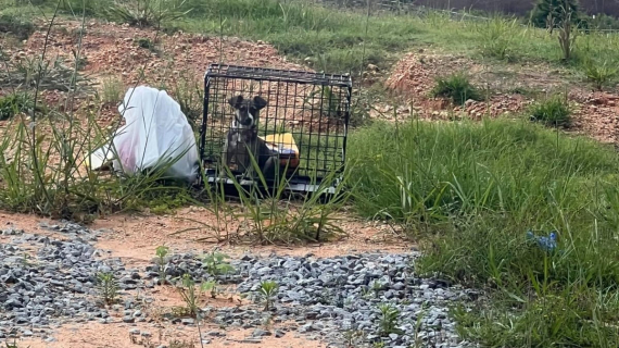 Illustration : Une conductrice Uber sauve un chiot abandonné sur le bord de la route