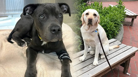 Illustration : En donnant son sang, ce Labrador héroïque sauve la vie d’un chien empoisonné