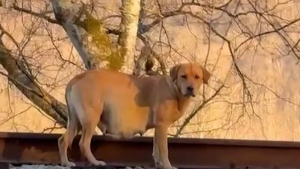 Illustration : "Une chienne enceinte et abandonnée dans les bois est sauvée par une association qui lui offre un endroit sécurisant pour accoucher (vidéo)"