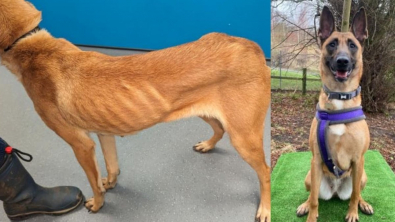 Illustration : "Délaissée par son propriétaire, cette chienne découvre sa vocation de gardienne de prison grâce à ses bienfaiteurs"