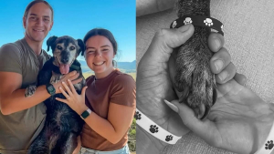 Illustration : "Un couple sur le point de dire adieu à son chien de 19 ans fait de lui la star du mariage (vidéo)"