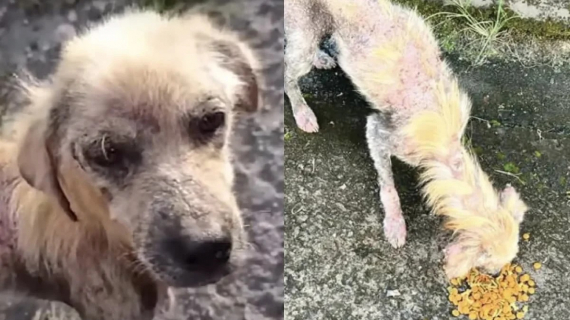 Illustration : La métamorphose d’un chien errant surprend les bénévoles d’une association qui ne s’attendaient pas à une telle transformation (vidéo)