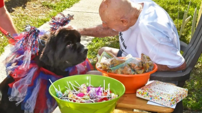 Illustration : Des dizaines de chiens viennent parader pour fêter le 95e anniversaire de ce vétéran amoureux des canidés (vidéo)