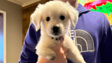 Illustration : "Un chiot condamné à la naissance défie les pronostics et fait tout pour survivre"