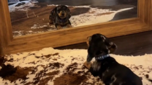 Illustration : "Ce petit Teckel découvre son reflet dans le miroir et ne sait pas comment réagir (vidéo)"