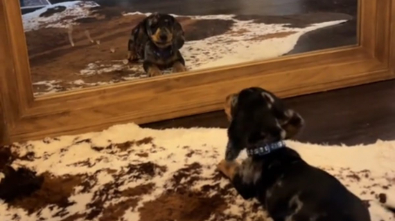 Illustration : Ce petit Teckel découvre son reflet dans le miroir et ne sait pas comment réagir (vidéo)