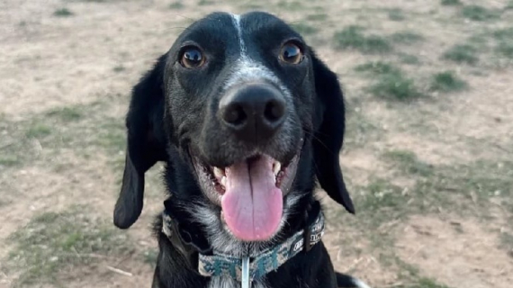 Illustration : Intriguée par l’apparence de son chien, cette femme fait réaliser un test ADN et le résultat la surprend