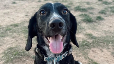 Illustration : "Intriguée par l’apparence de son chien, cette femme fait réaliser un test ADN et le résultat la surprend"