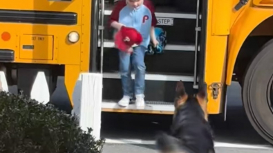 Illustration : "Ce Berger Allemand récupère l’enfant de la famille à la sortie du bus scolaire (vidéo)"