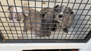 Illustration : "La situation d’un refuge est incontrôlable après qu’il a reçu 36 appels pour des abandons en une semaine"