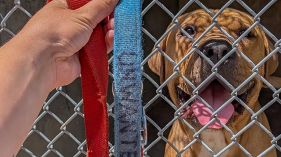 Illustration : Devenu « Indésirable », ce chien abandonné est trouvé dans la rue par les membres d’un refuge choqués par sa situation